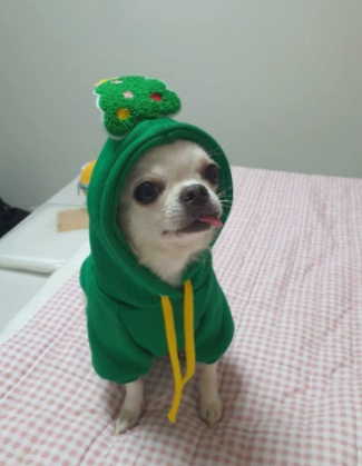 Cat 'DINO-SCARE' Hoodie
