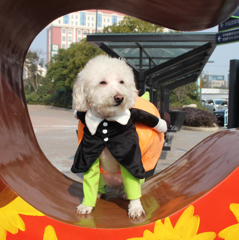 Pumpkin Outfit for Cats & dogs
